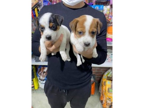 Maskeli jack russell bebekler
