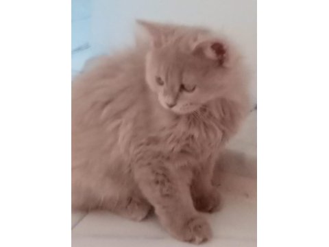 2 aylık dişi sütlü kahve british longhair
