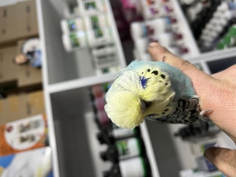 Şov muhabbet kuşu yavrular