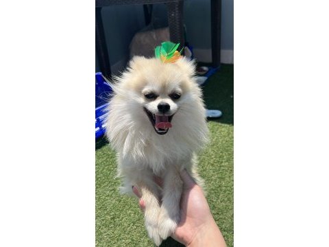 1 yaşında erkek pomeranian boo