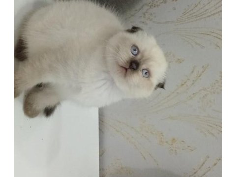 3 aylık yavru kedimizi sahiplendirmek istiyoruz