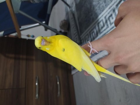 Muhabbet kuşumuz limon satışta