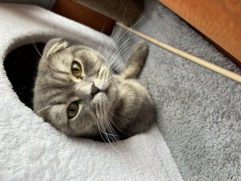Scottish fold güzel kızım kısır değil