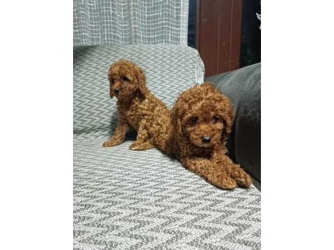 Yavru toy poodle