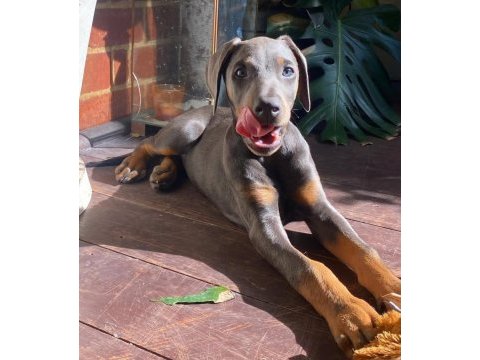 Farklı olmak isteyene egzotik renk doberman bebekler