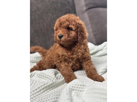 0 no toy poodle yavrumuz