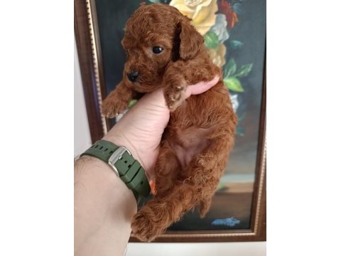 Safkan red brown toy poodle yavrular üst kalite