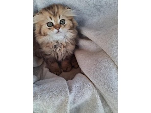 Scottish fold ve british shorthair yavrularımız