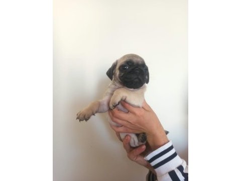 Pug yavruları a kalite tüm illere gönderim