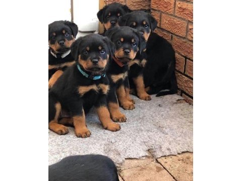 Rottweiler yavrularımız evinizin neşesi olacaktır