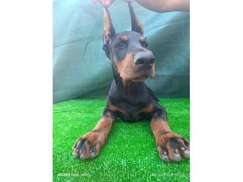 Irk garantili a şecere doberman yavrular