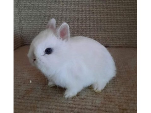 Cüce tavşan yavrusu seyfullah sevimli kalitesi