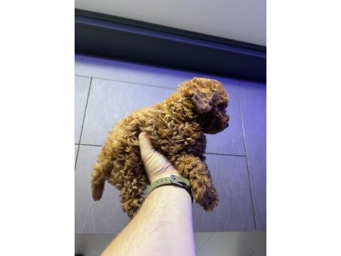 Kore 56 günlük toy poodle dişi ve erkek yuva arıyor