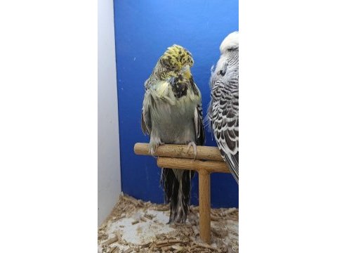Show muhabbet kuşu gönderim vardır