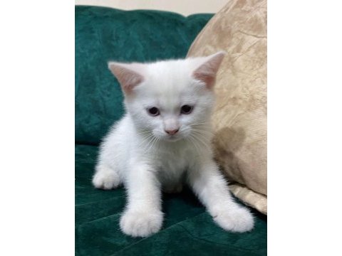 British shorthair