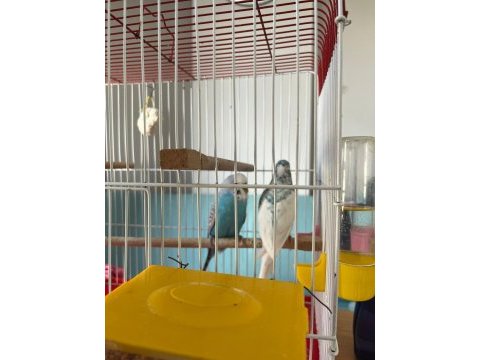 Çift muhabbet kuşu