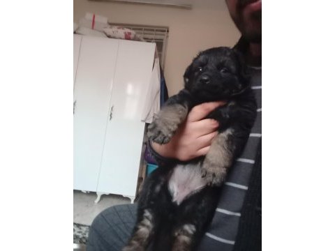 Uzun tüylü ve düşük bel alman kurdu