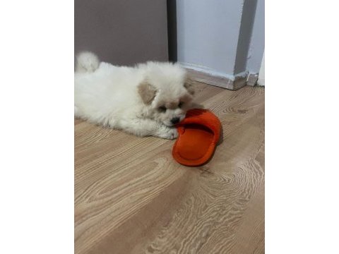 3 aylık erkek chow chow