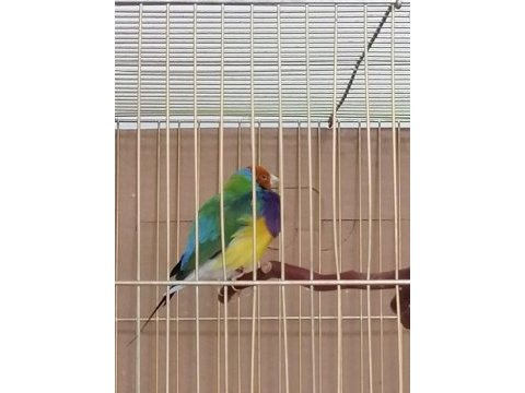 Gouldıan finch - gökkuşağı