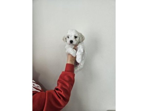 Maltese terrier yavru köpeklerimiz
