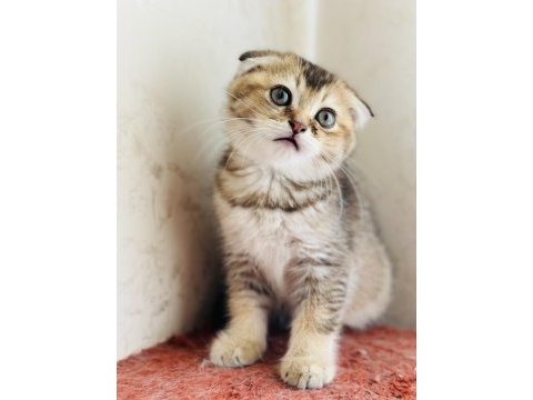 Birbirinden sevimli scottish fold yavrular
