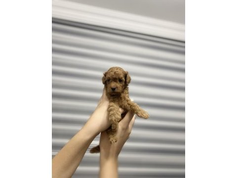 Toy poodle yavrularımız yeni yuvalarını arıyor