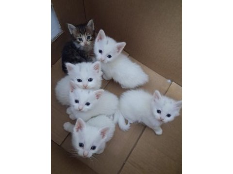 5 beyaz 1 siyah sevimli kedilere yuva arıyoruz