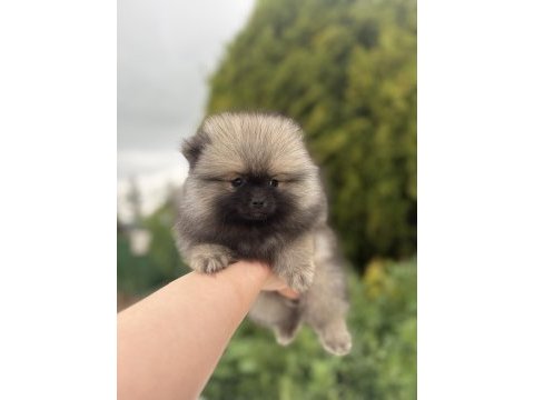 Üst kalite pomeranian boo