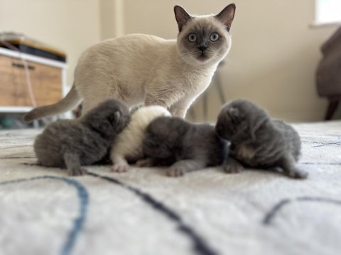British shorthair yavru kedimiz