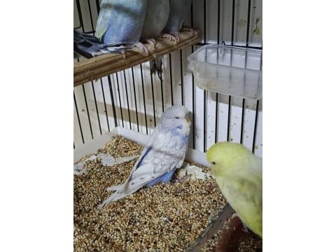 Show muhabbet kuşu bebekler yeni yuvalarını bekliyor