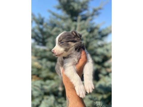 Petmode köpek çiftliğinden blue border collie
