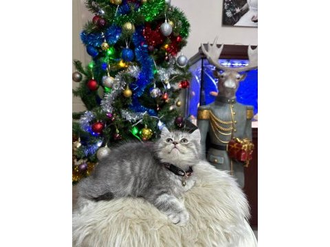 Kedimiz 2 aylık iç dış parazit aşıları yapıldı