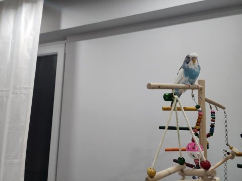 1.5 aylık yavru erkek muhabbet kuşu