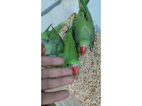 El besleme alexander bebekler