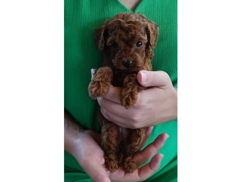 Sevimli tüy yumakları poodle