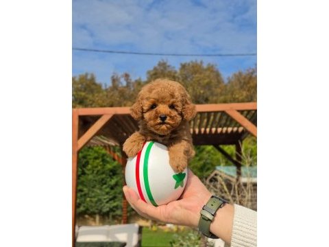 Eğitilebilir toy poodle yavruları ile evinize neşe katın