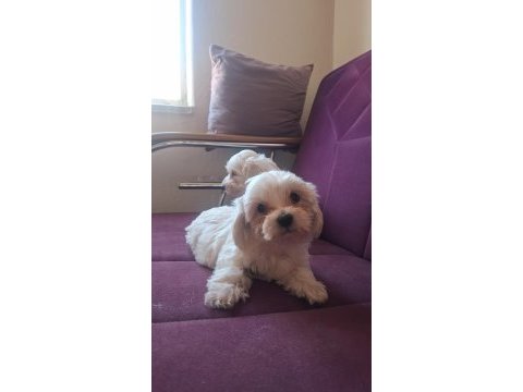 Kore maltese bebekler