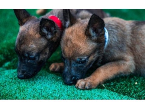 Kral babadan malinois yavrular
