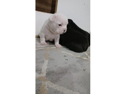 Mükemmel french bulldog yavrularımız