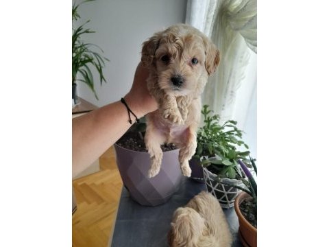 Maltipoo 0 numara köpekler