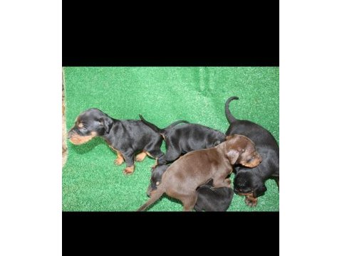 22 ekim doğumlu doberman yavrularımız