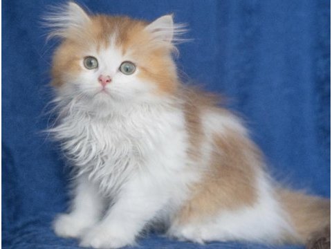 British longhair ny 12 bicolor safkan erkek