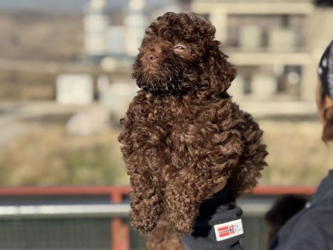 Petmode köpek çiftliğinden chocolate toy poodle