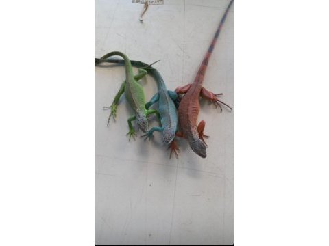 İguana belgeli ve cipli 81 il garantili gönderim