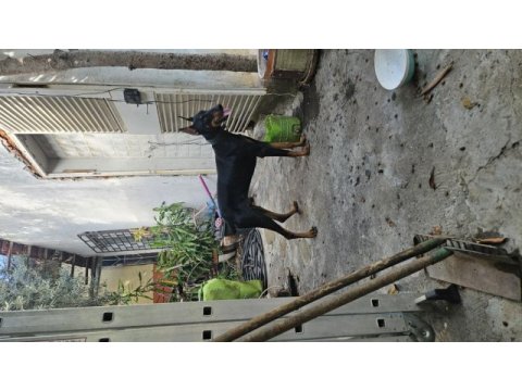 5 aylık kulak estetiği aşıları tam doberman