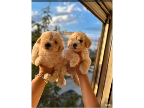 Pofuduk maltipoo köpekler