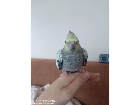 Cockatiel sultan papağanı dişi kız
