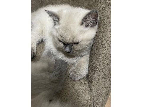 3 aylık tosun paşam british shorthair