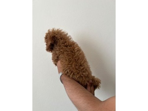 4 aylık dişi kıvır kıvır bir poodle kız