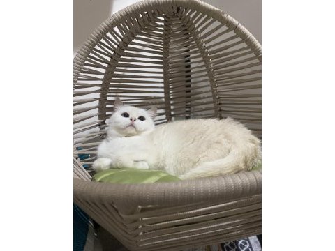 Bri sh ny aria mango british shorthair